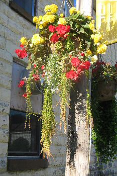 Hanging basket in downtown Brooklin 2005.