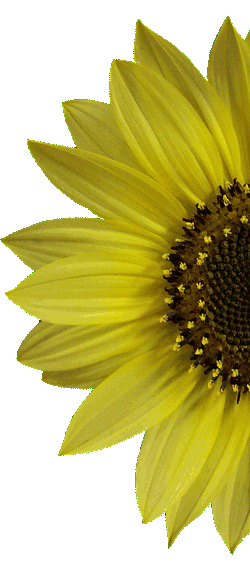 Our symbol, the sunflower